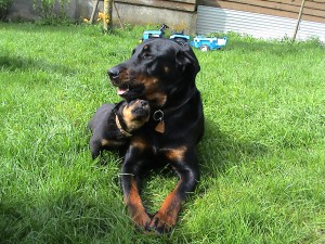 DSC00049 - Copie