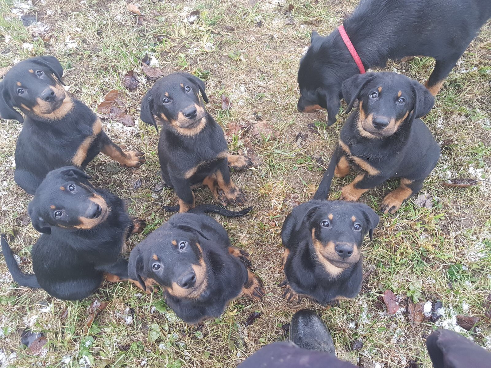 Chiots Beaucerons | Elevage Balzanes Rouges | Suisse