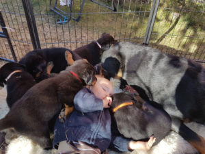 Chiots Beaucerons | Elevage Balzanes Rouges | Suisse
